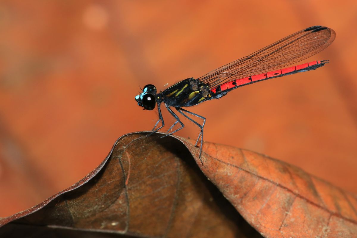One quarter of freshwater animals at risk of extinction - IUCN Red List