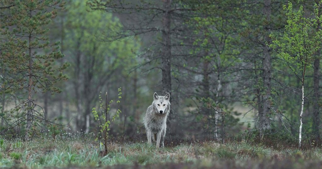 Concerns over the EU’s wolf downlisting proposal