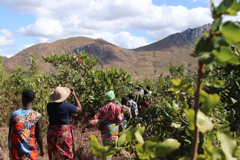 From bare to cover: Kasale Community roll up sleeves  to dress up the deforested Mvai Forest Reserve