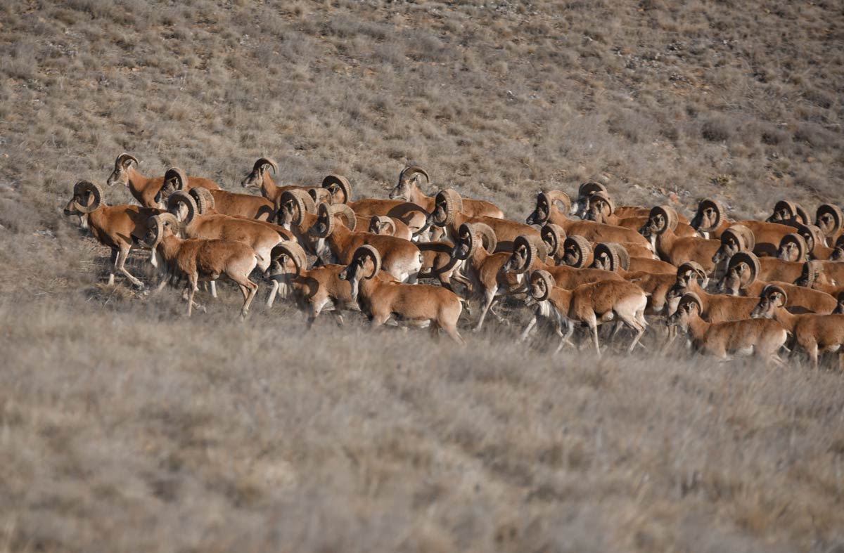 IUCN SSC Caprinae Specialist Group evaluated community based conservation efforts in Golestan National Park, Iran