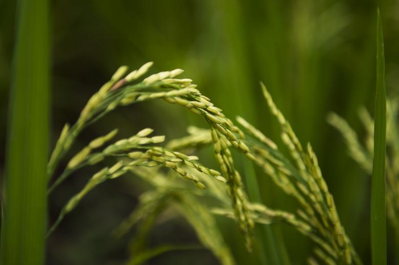 System of rice intensification (SRI): A tool for enhancing the productivity of farmers and reducing the ecological footprint in the rice sector