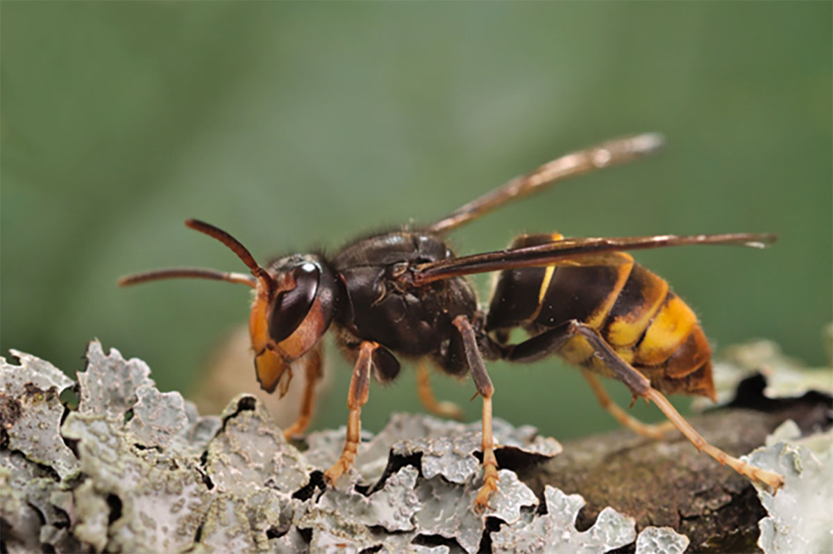 New IUCN fund supports rapid response to invasive alien species in Europe