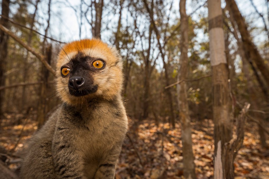 IUCN launches call for proposals for SOS Lemurs