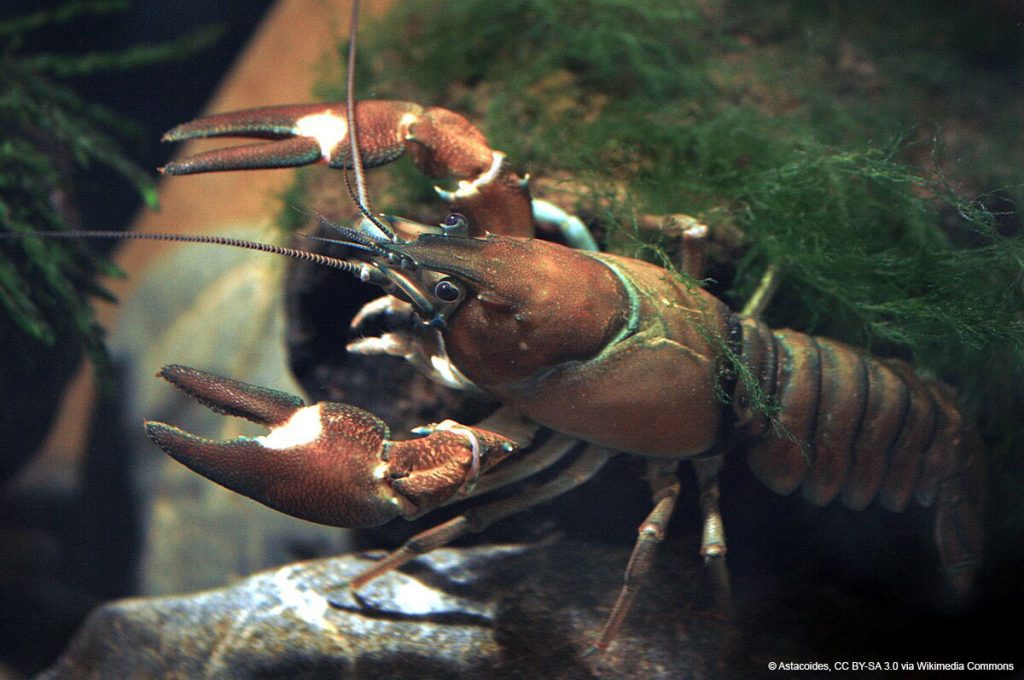 IUCN launches new call for proposals to address Invasive Alien Species in Europe
