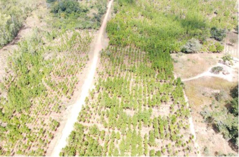 PRIVATE SECTOR INVESTMENT IN FLR THROUGH THE ADOPT A FOREST INITIATIVE