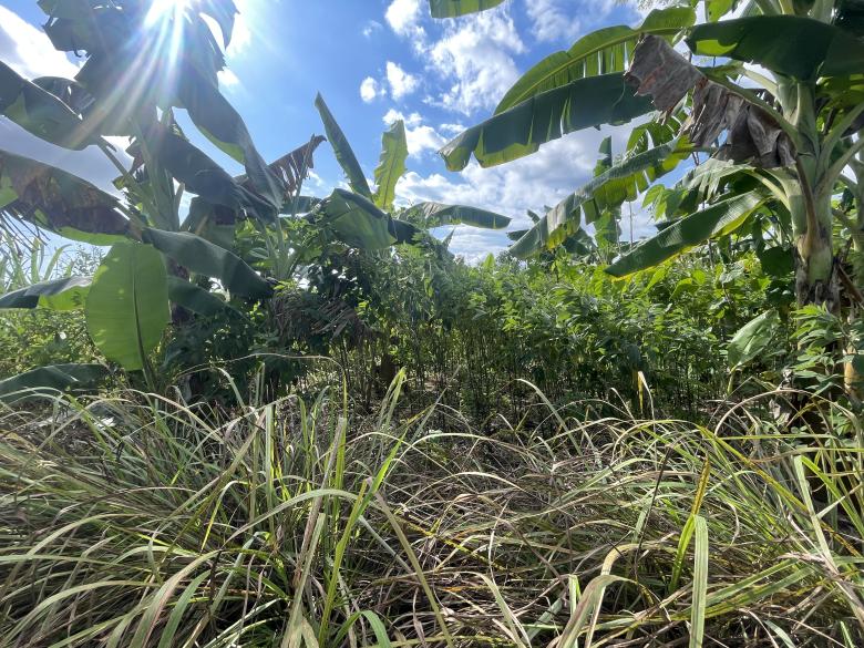 SYNTROPIC COMMUNITY FOOD FOREST FOR THE RESTORATION OF MALAWI'S NATURE AND PEOPLE