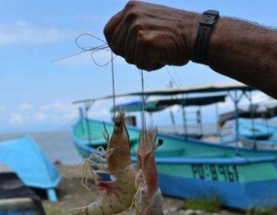 La Red de áreas marinas de pesca responsable de Costa Rica La Red de áreas marinas de pesca responsable de Costa Rica