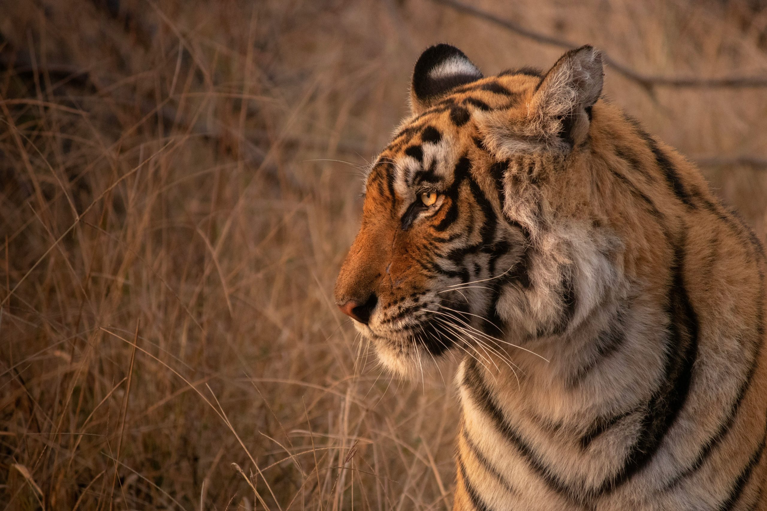 Global Tiger Day: Securing the future of tigers with Indigenous Peoples and Local Communities at the heart