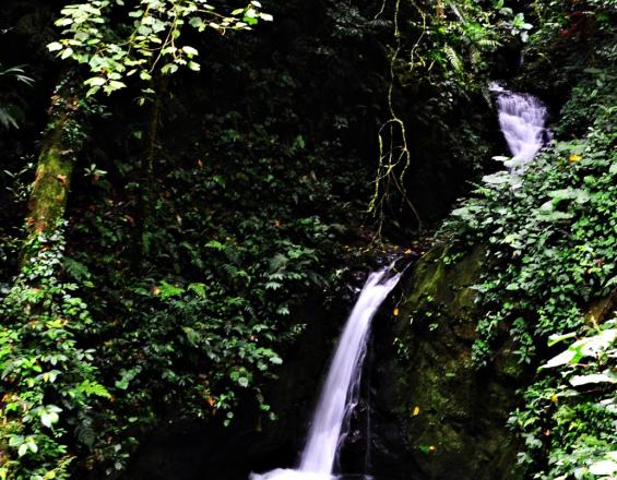 La Reserva Biológica Bosque Nuboso Monteverde, un área protegida privada como modelo de gestión y aporte a la economía de la región La Reserva Biológica Bosque Nuboso Monteverde, un área protegida privada como modelo de gestión y aporte a la economía de la región