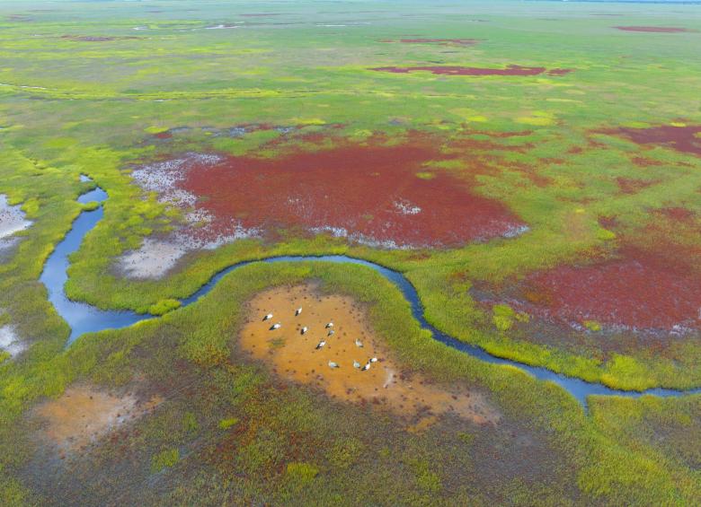 Management and Protection of the Coastal Wetlands in Yancheng, China Management and Protection of the Coastal Wetlands in Yancheng, China