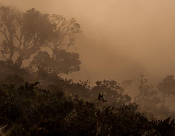 Manejo de páramos y bosques de neblina: una experiencia exitosa de gestión municipal y comunitaria en el Perú
