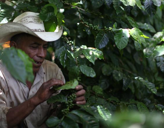 Cultivo de frutales y café en sistemas agroforestales con prácticas agroecológicas para mejorar la recarga hídrica en la Región Trifinio Cultivo de frutales y café en sistemas agroforestales con prácticas agroecológicas para mejorar la recarga hídrica en la Región Trifinio