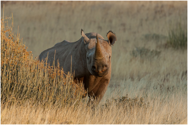 Poaching of African rhinos down - but drought and other threats drive losses globally