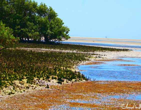 "Gestión participativa y zonificación ambiental como herramientas eficaces en la preservación del Manglar de Barra Grande" "Gestión participativa y zonificación ambiental como herramientas eficaces en la preservación del Manglar de Barra Grande"