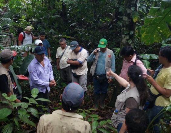 Restauración ecológica en la Zona de Amortiguamiento del Parque Nacional Cordillera Azul Restauración ecológica en la Zona de Amortiguamiento del Parque Nacional Cordillera Azul