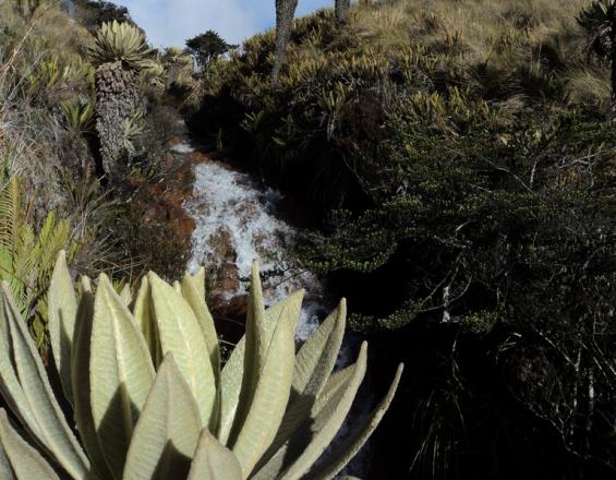 El caso del Santuario de Flora y Fauna Galeras: un modelo de gobernanza compartida