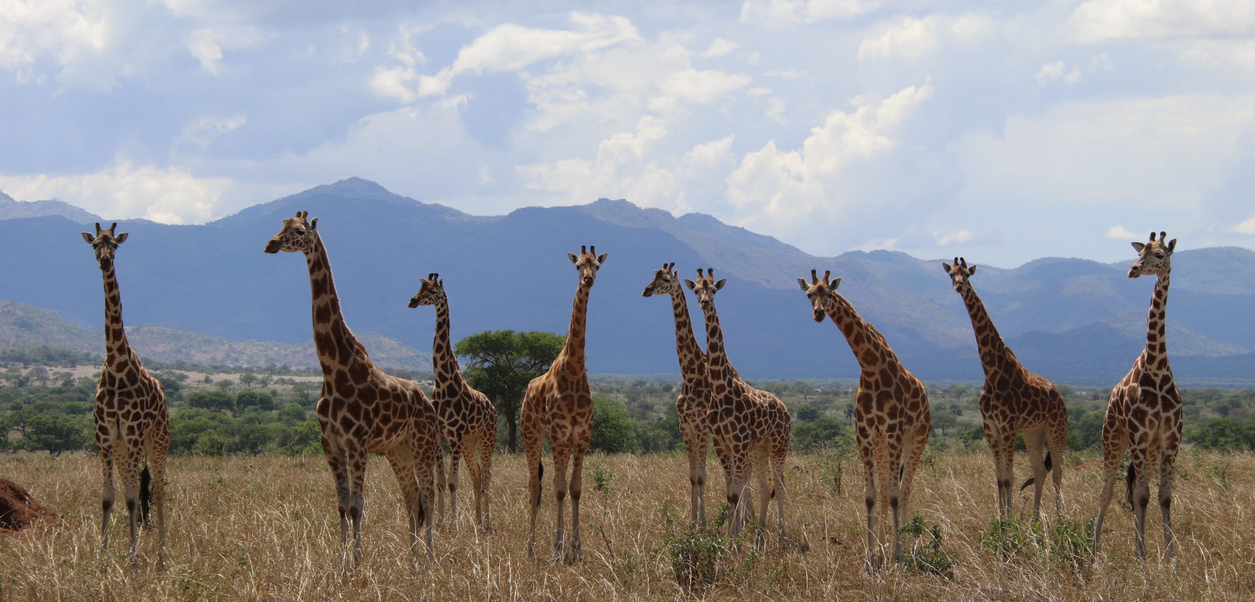Four giraffe species officially recognised in major conservation reclassification – IUCN report