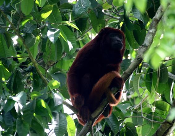 Dos casos piloto de integración de la conservación de la biodiversidad y la adaptación al cambio climático en el ordenamiento territorial a nivel municipal en Colombia Dos casos piloto de integración de la conservación de la biodiversidad y la adaptación al cambio climático en el ordenamiento territorial a nivel municipal en Colombia