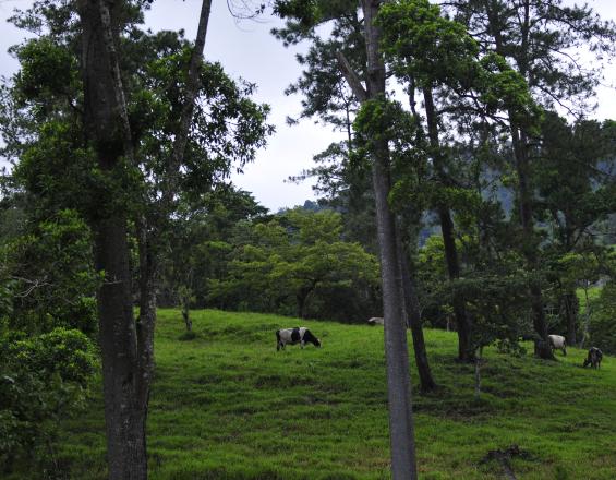 Ganadería amigable con el medioambiente en la Región Trifinio Ganadería amigable con el medioambiente en la Región Trifinio
