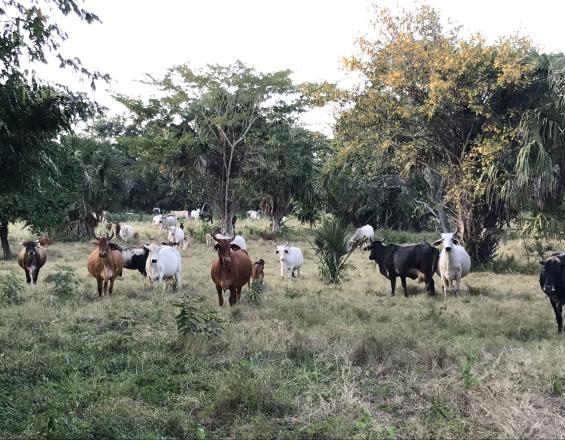 Carne del Monte fomenta la ganadería sustentable en México Carne del Monte fomenta la ganadería sustentable en México