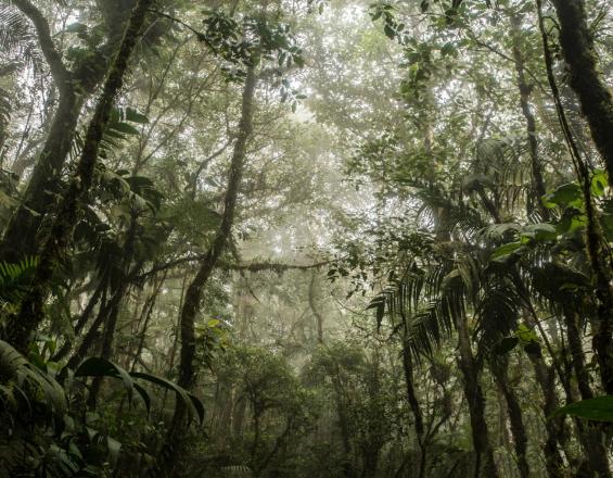 Conectando Áreas Clave de Biodiversidad - Caso Bosque de San Antonio, Colombia Conectando Áreas Clave de Biodiversidad - Caso Bosque de San Antonio, Colombia