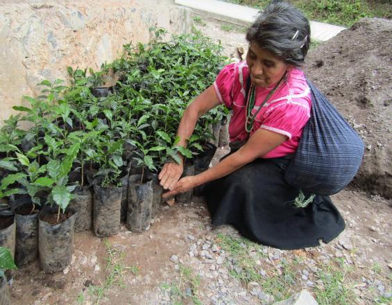 Agricultura para empoderar comunidades y conservar servicios ecosistémicos Agricultura para empoderar comunidades y conservar servicios ecosistémicos