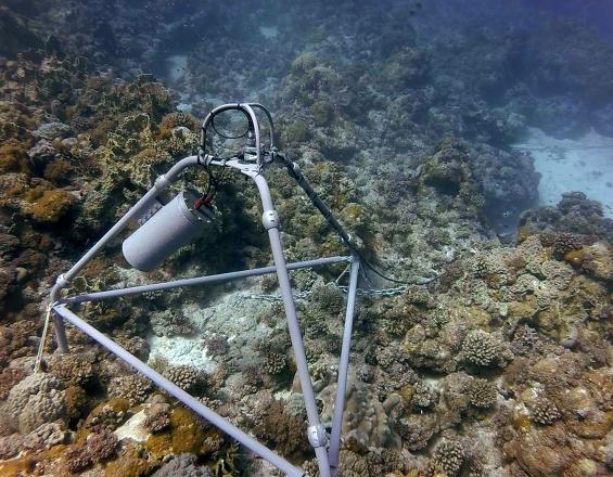 CORCOPA - Optimized Conservation of Europa’s Coral Reefs using Ecoacoustics