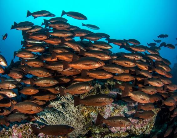 El Distrito Nacional de Manejo Integrado Yuruparí – Malpelo: Una estrategia con enfoque de paisaje para garantizar la conservación y uso sostenible de los recursos pesqueros y servicios ecosistémicos asociados El Distrito Nacional de Manejo Integrado Yuruparí – Malpelo: Una estrategia con enfoque de paisaje para garantizar la conservación y uso sostenible de los recursos pesqueros y servicios ecosistémicos asociados
