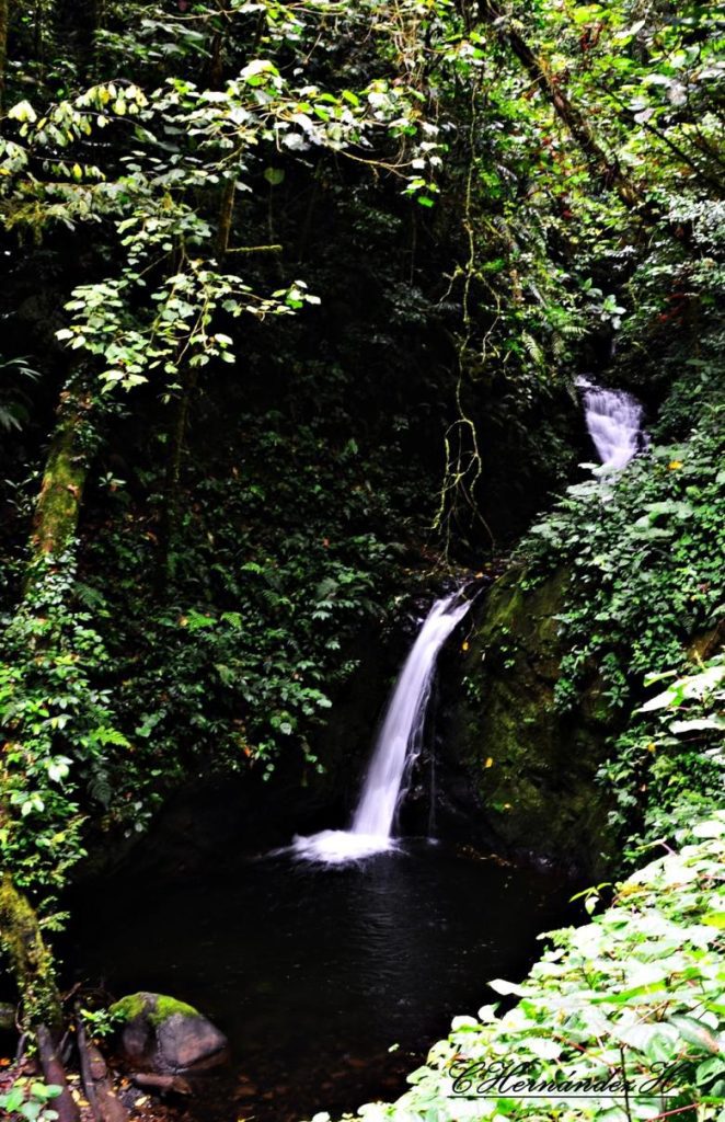 La Reserva Biológica Bosque Nuboso Monteverde, un área protegida privada como modelo de gestión y aporte a la economía de la región