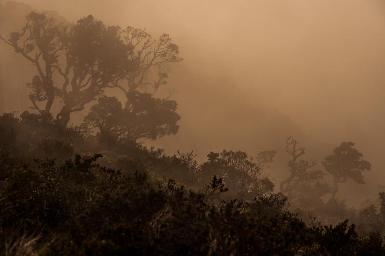 Manejo de páramos y bosques de neblina: una experiencia exitosa de gestión municipal y comunitaria en el Perú Manejo de páramos y bosques de neblina: una experiencia exitosa de gestión municipal y comunitaria en el Perú