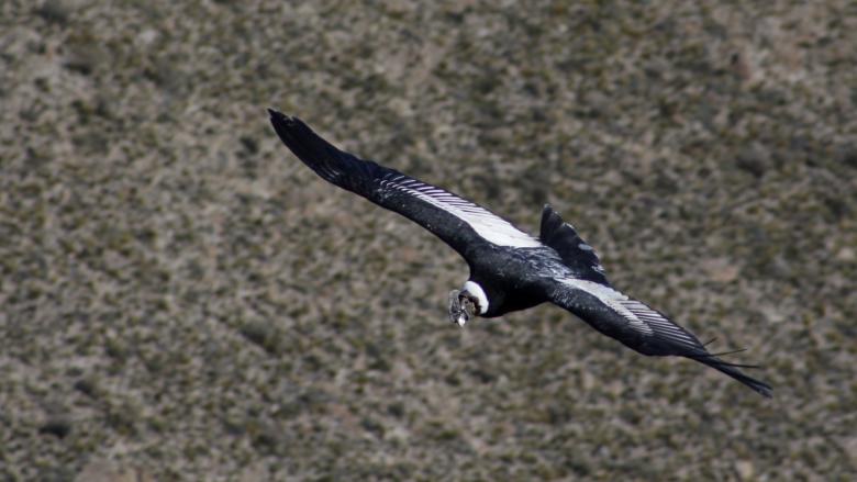 En busca de la coexistencia entre ganado y carnívoros silvestres para la conservación de áreas protegidas de la estepa patagónica y la mejora en las condiciones de vida de productores que la habitan.