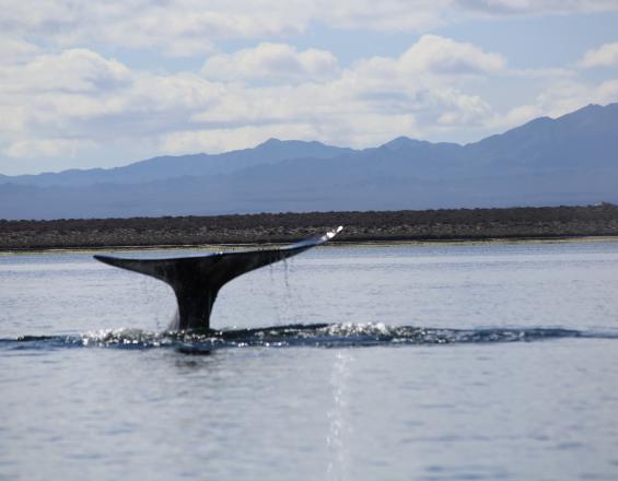El Manejo sustentable y participativo en el ordenamiento de actividades marinas para la preservación de especies en la Reserva de la Biosfera El Vizcaíno El Manejo sustentable y participativo en el ordenamiento de actividades marinas para la preservación de especies en la Reserva de la Biosfera El Vizcaíno