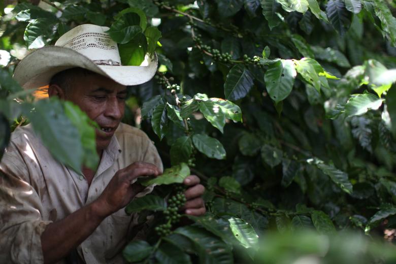 Cultivo de frutales y café en sistemas agroforestales con prácticas agroecológicas para mejorar la recarga hídrica en la Región Trifinio