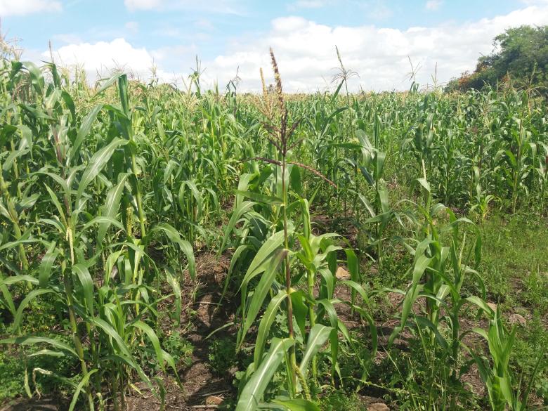 Conservación y Aprovechamiento Sustentable de los Recursos Naturales para la Agricultura en la Región del Bajío Guanajuatense