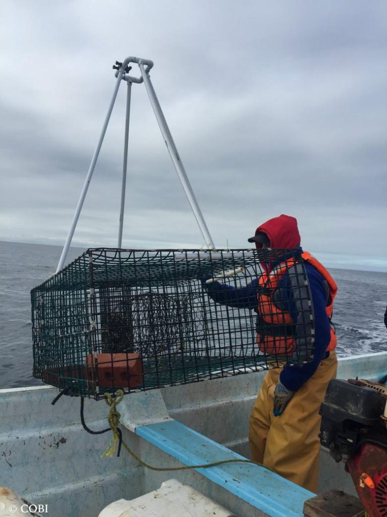 Sostenibilidad en la pesquería de peces