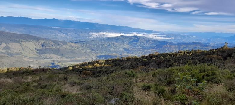 Una historia de conservación a más de 3800 metros de altura: El Santuario de Fauna y Flora Guanentá Alto Río Fonce (SFFG) y su trabajo con los frailejones.