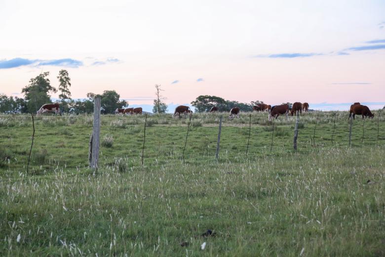 Coinnovación y buenas prácticas para la resiliencia climática de la ganadería familiar en Uruguay