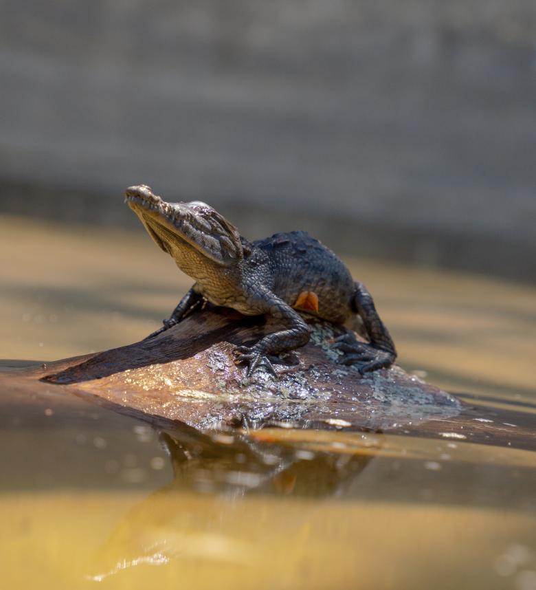 Program for the Recovery of the Climate-Affected Crocodylus acutus population in Enriquillo National Park with Community Engagement
