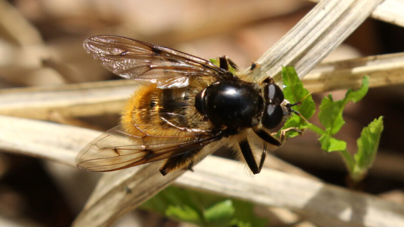 Protecting Europe’s veteran tree hoverflies - IUCN SOS
