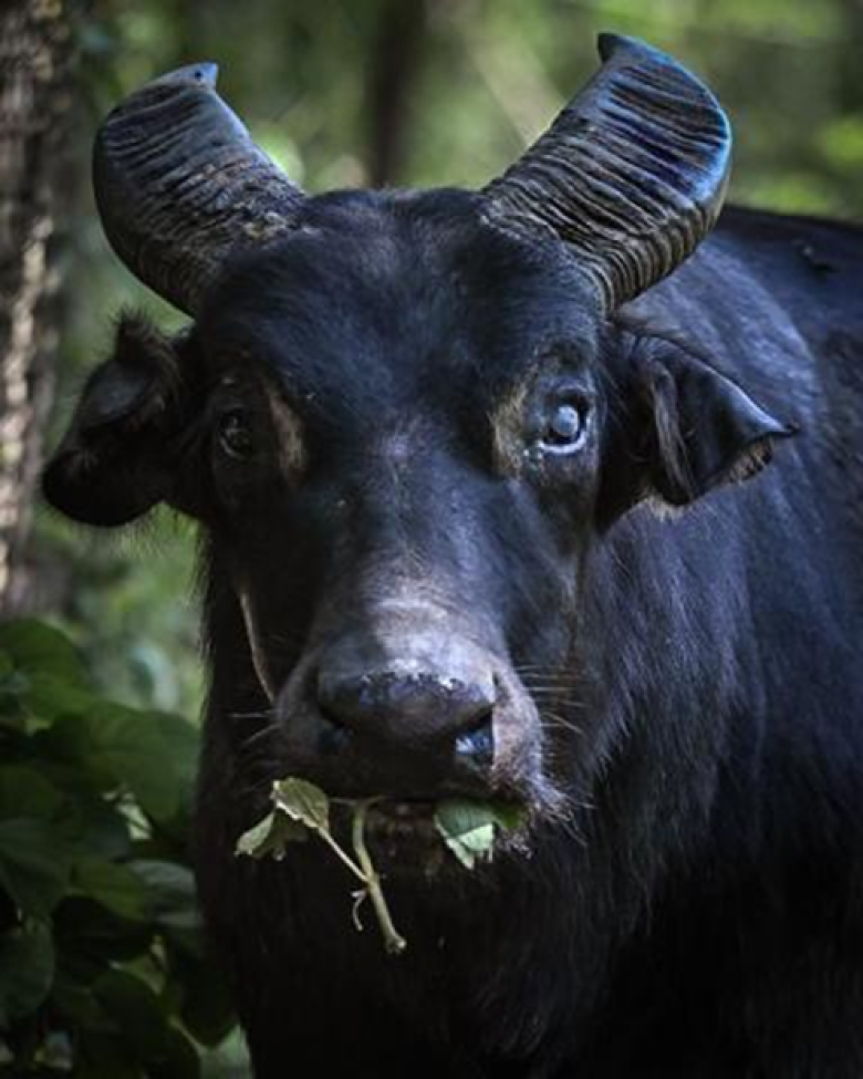Together for Tamaraws Crowdfunding Campaign: Protecting Endangered Species and Supporting Local Livelihoods in Times of Crisis Together for Tamaraws Crowdfunding Campaign: Protecting Endangered Species and Supporting Local Livelihoods in Times of Crisis