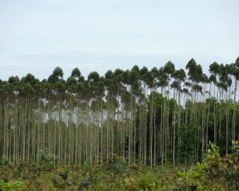 Comprometidos Hacer Magia en las plantaciones forestales de México
