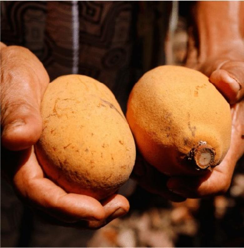 Cacao sin deforestación en la Reserva Comunal Yanesha y su paisaje asociado Cacao sin deforestación en la Reserva Comunal Yanesha y su paisaje asociado