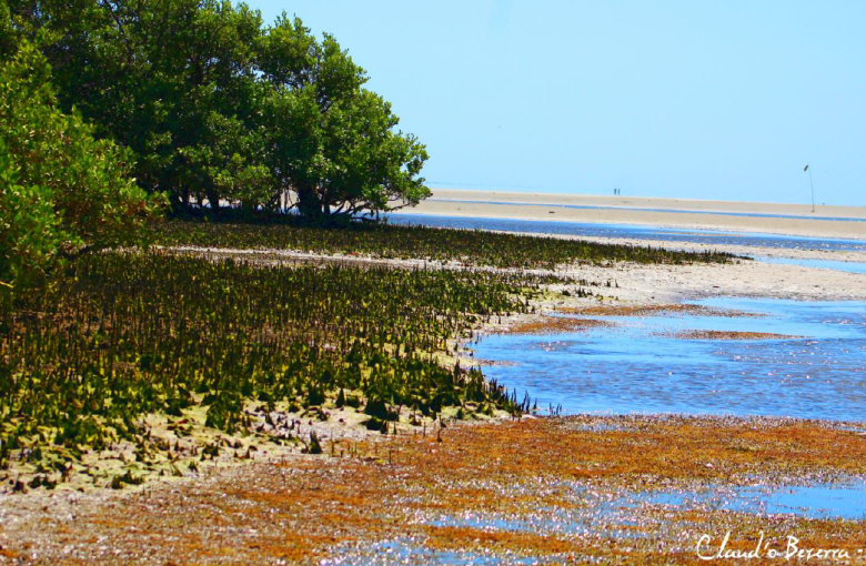 "Gestión participativa y zonificación ambiental como herramientas eficaces en la  preservación del Manglar de Barra Grande"