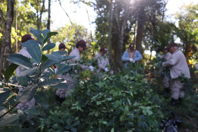 El té que renace al Bosque Atlántico: Yerba mate, cultura y biodiversidad. El té que renace al Bosque Atlántico: Yerba mate, cultura y biodiversidad.