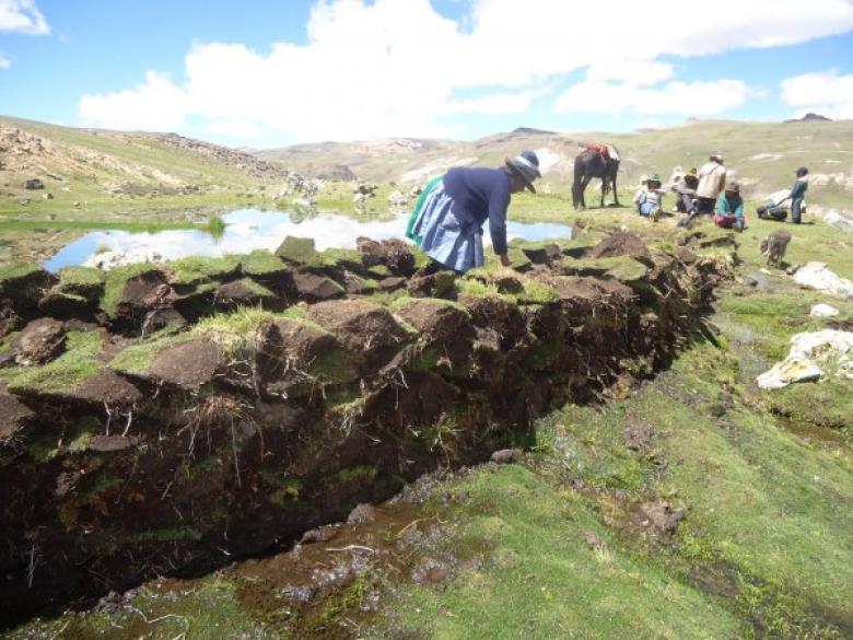 Siembra y cosecha de agua de lluvia frente a la sequía en la Microcuenca de Huacrahuacho