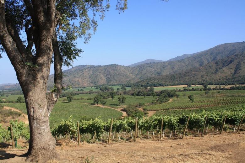 A Partnership with the Wine Industry to Sustain Protected Areas and Ecosystem Services in Chile