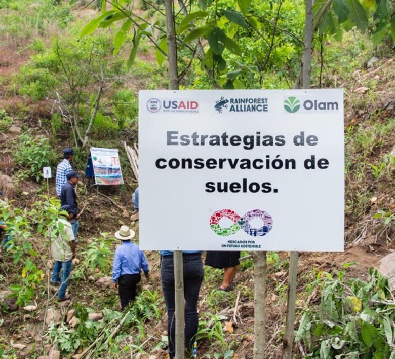 Regeneración de parcelas degradadas a cafetales bajo sombra de árboles nativos