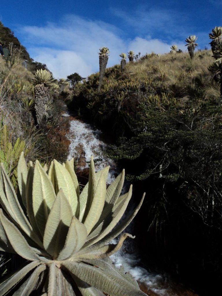 El caso del Santuario de Flora y Fauna Galeras: un modelo de gobernanza compartida El caso del Santuario de Flora y Fauna Galeras: un modelo de gobernanza compartida