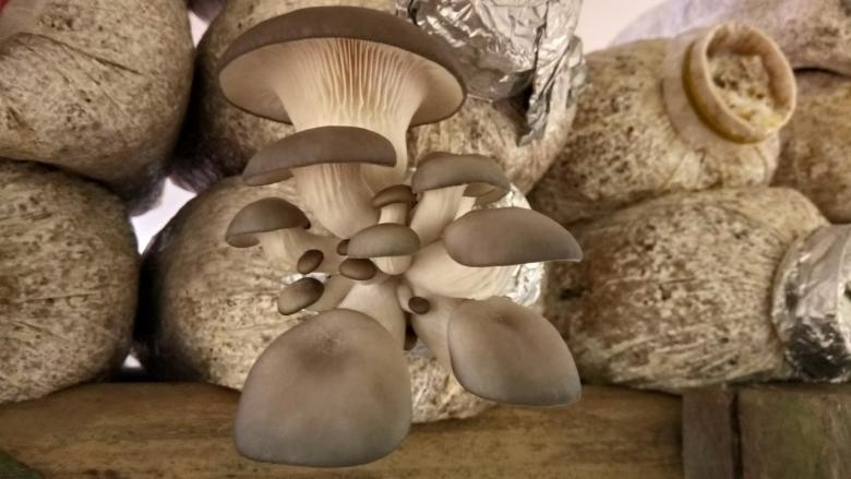 Hongos ostra del Sumaco. Una nueva forma de conservación y producción sostenible