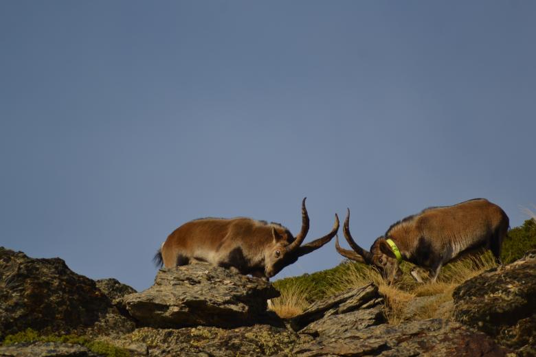 Gestión de la sarna sarcóptica en cabra montés (Capra pyrenaica) en el Parque Nacional y Parque Natural de Sierra Nevada